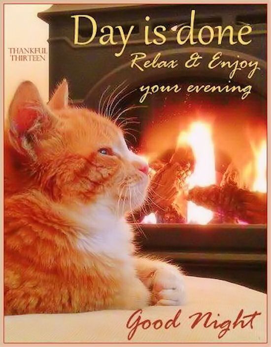 Day Is Done Relax  Good night cat Good night friends Good night blessings