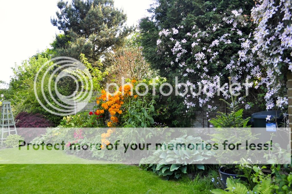 http://i232.photobucket.com/albums/ee192/thebear843/Garden/file_zps3f5dbd0a.jpg
