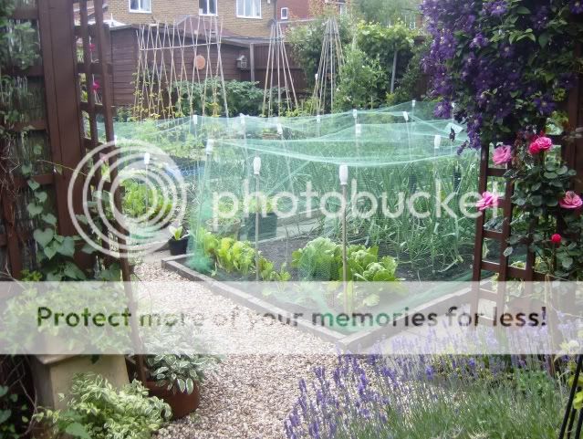 http://i50.photobucket.com/albums/f350/streptocarpus/garden200609006.jpg