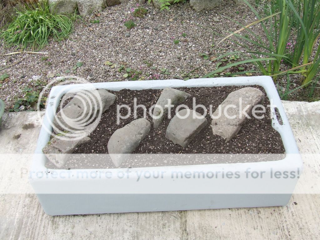 http://i703.photobucket.com/albums/ww32/Owdboggy/Sink%20garden/SouthportMay08etc027.jpg