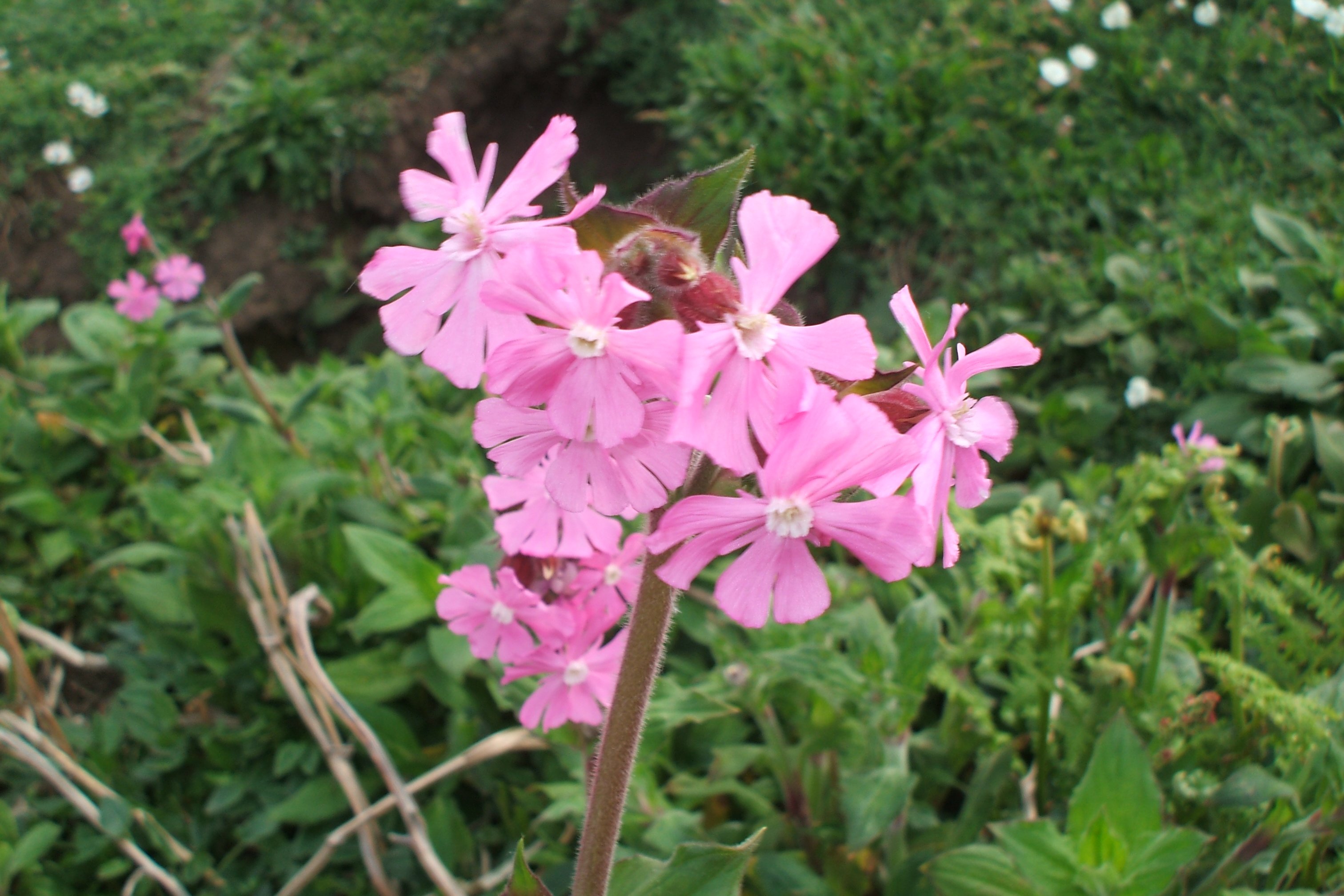 Welshonion