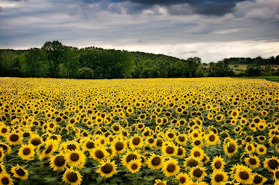 http://2.bp.blogspot.com/_B7r4Jze_uSU/SnSMLHxD0II/AAAAAAAAA7Y/65wz2DRTuFc/s400/FranceSunflowers2Jl09-2.jpg