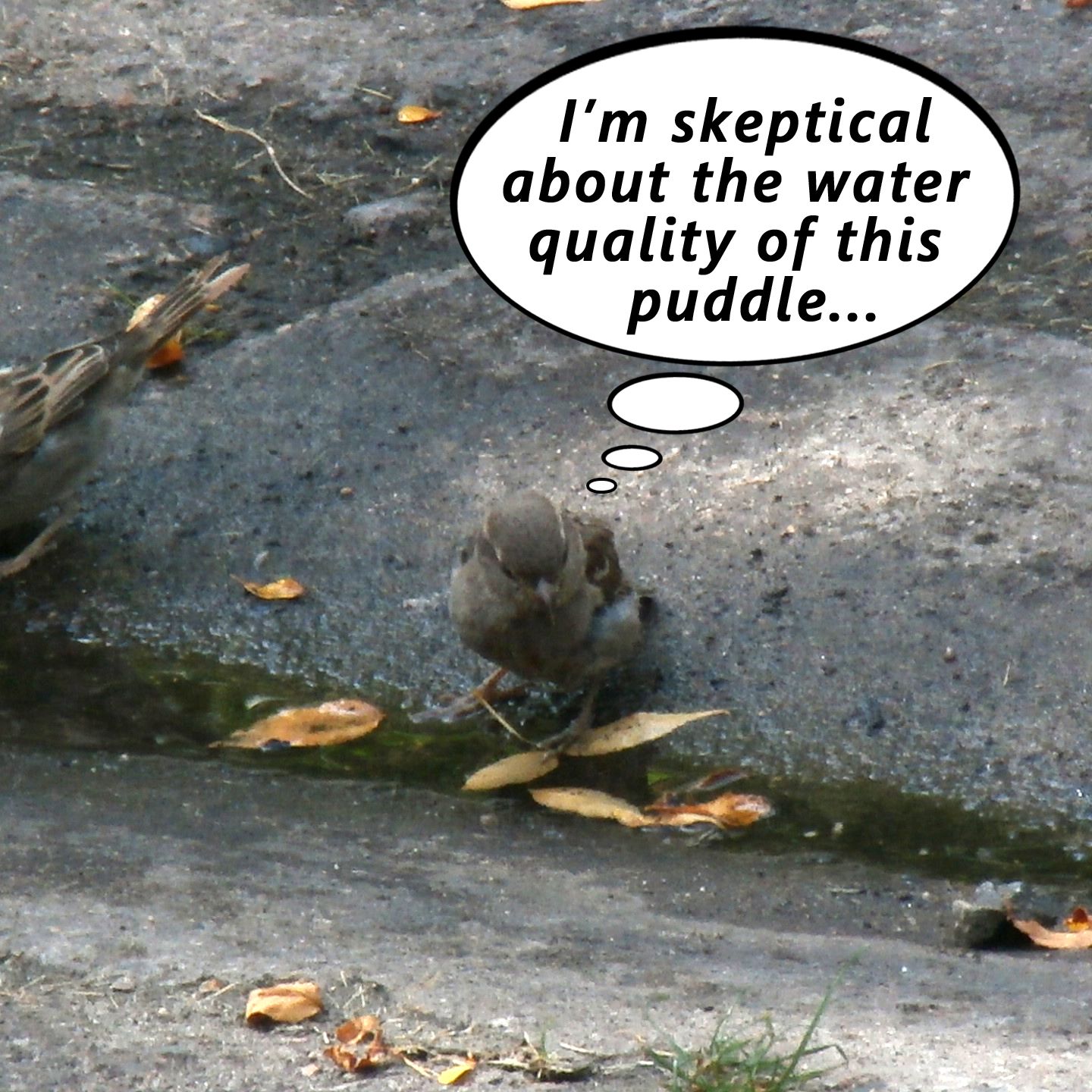 Im skeptica about the water quality of this puddle  Funny bird pictures  Funny animal photos Funny birds