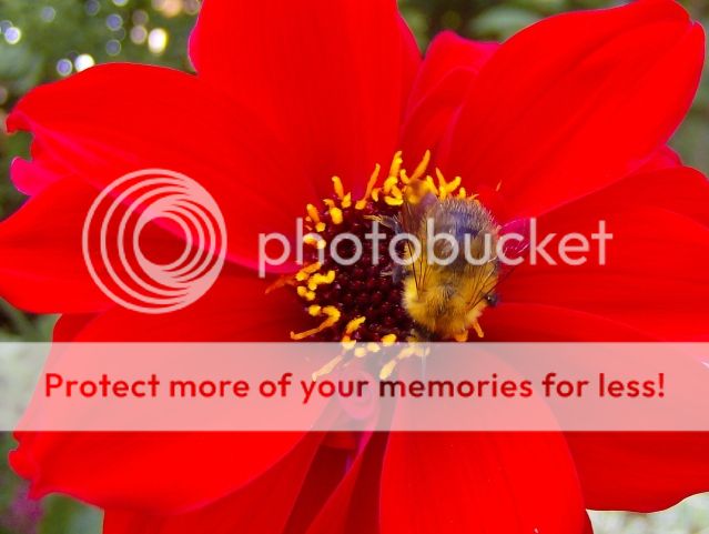 http://i1131.photobucket.com/albums/m551/lilylouise1/endofsummerflowers049.jpg