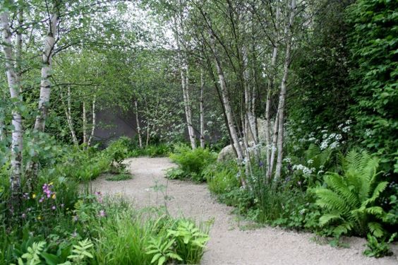 Image result for multi stem birches