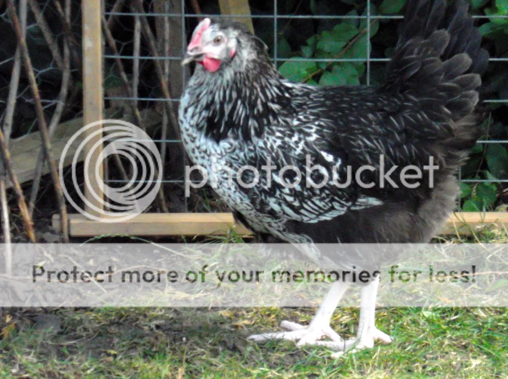 http://i1143.photobucket.com/albums/n627/thedogcody/chickens%2018th%20september%202012/DSCF3316.jpg