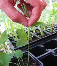 Pin on Gardening Tips and Tricks
