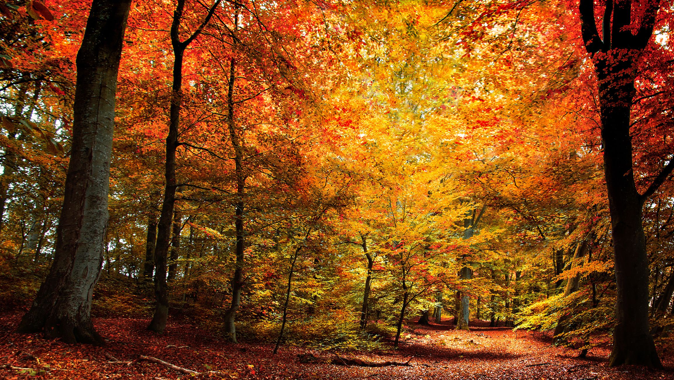 50 Best Fall Quotes - Fun Sayings About Autumn