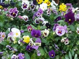 Flowerlover3
