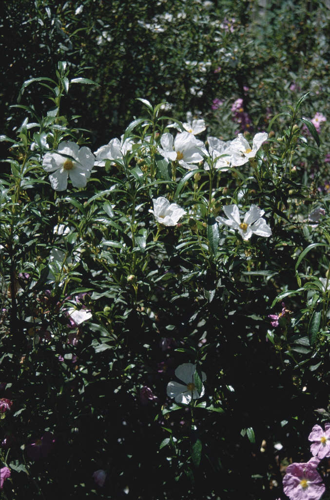 http://apps.rhs.org.uk/plantselectorimages/detail/WSY0025179_4928.jpg