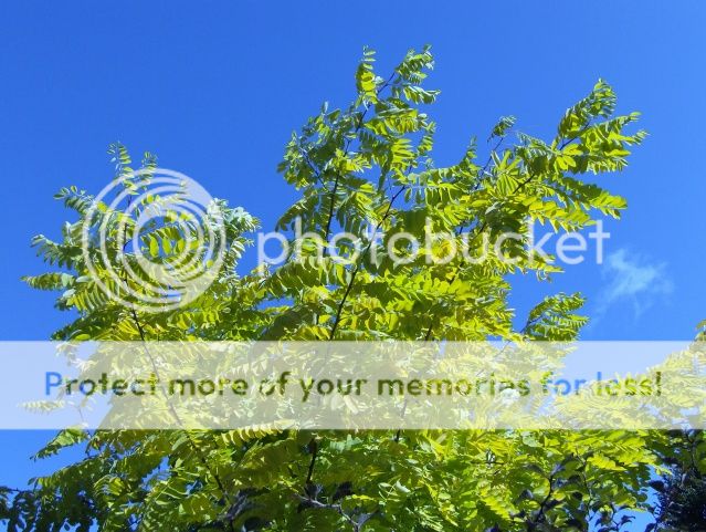http://i1131.photobucket.com/albums/m551/lilylouise1/apples005.jpg