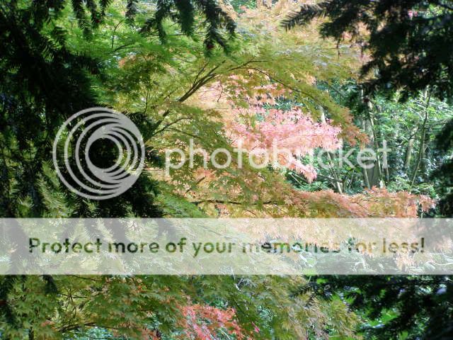 http://i27.photobucket.com/albums/c186/DavidKnapper/005.jpg