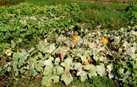 Image Powdery Mildew 3