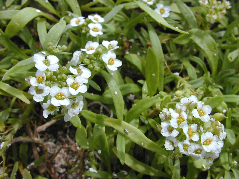 Image result for Alyssum leaves