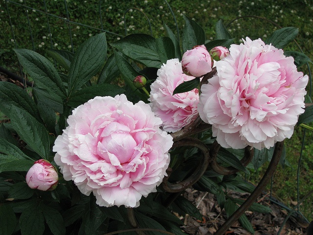 Queen Elizabeth peonies  Peonies Flowers Petal pushers
