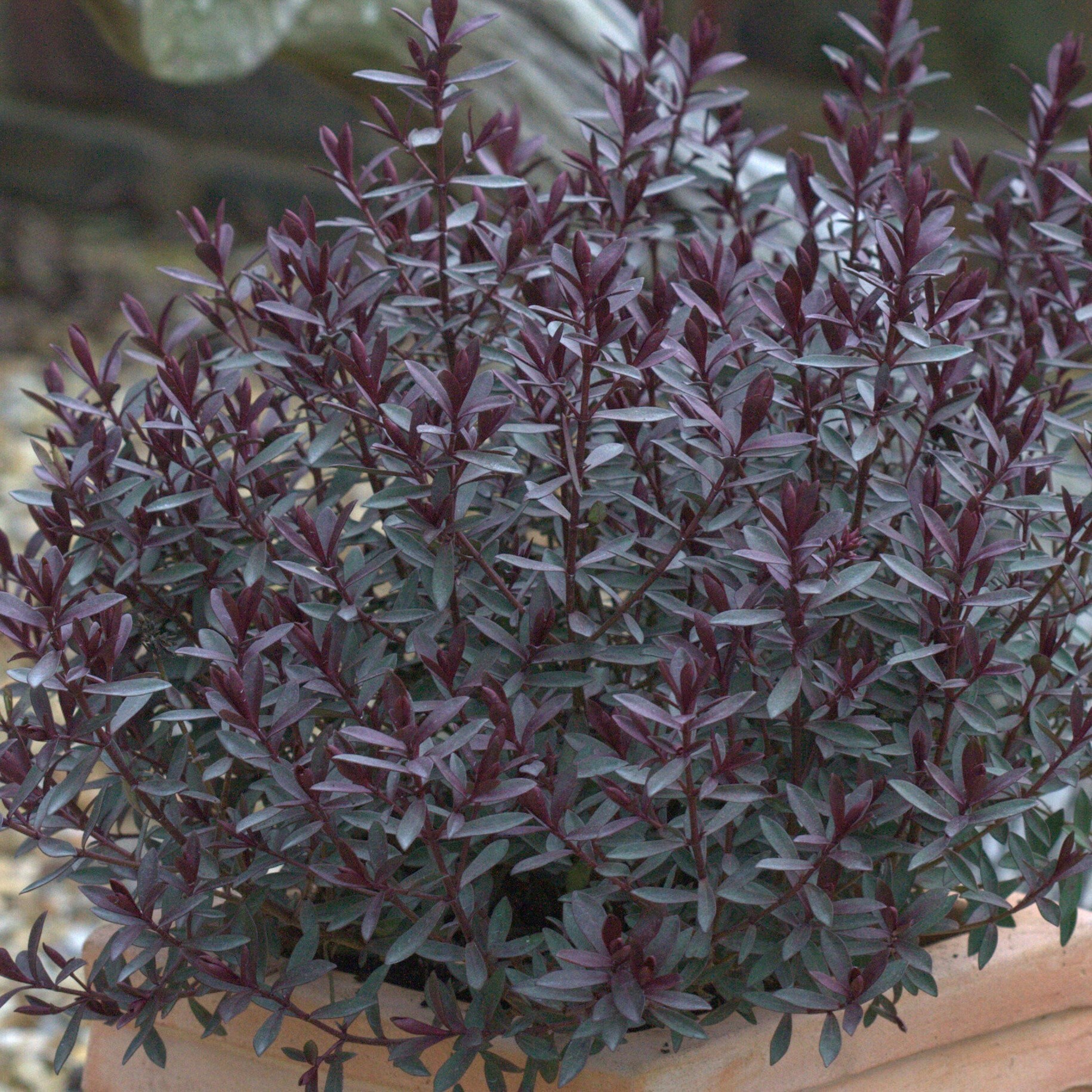 iVeronicai Caledonia