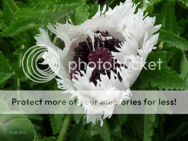 http://i703.photobucket.com/albums/ww32/Owdboggy/June%202012/GardeninJune2012001.jpg