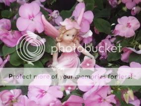http://i50.photobucket.com/albums/f350/streptocarpus/Captured2005-7-29garden00027.jpg