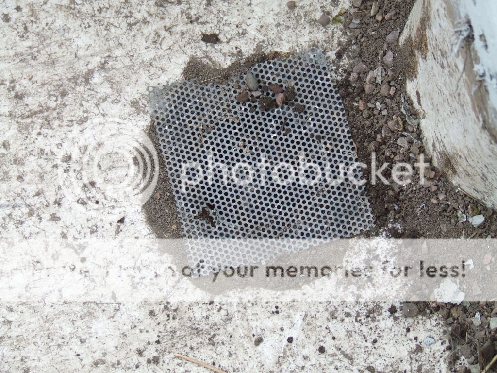 http://i703.photobucket.com/albums/ww32/Owdboggy/Sink%20garden/SouthportMay08etc020.jpg