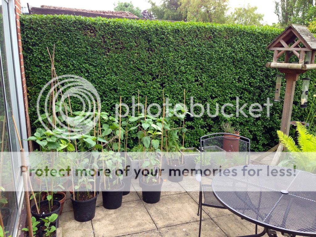 http://i232.photobucket.com/albums/ee192/thebear843/Garden/file_zps55779997.jpg