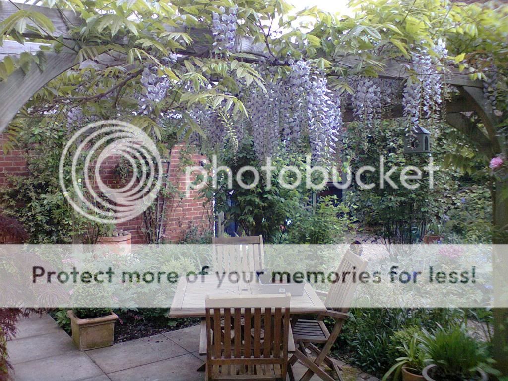 http://i1145.photobucket.com/albums/o502/lavenderlady1/Wisteria3.jpg