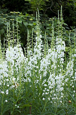 http://www.gardenworldimages.com/ImageThumbs/LIT3877/3/LIT3877_EPILOBIUM_ANGUSTIFOLIUM_ALBUM.jpg