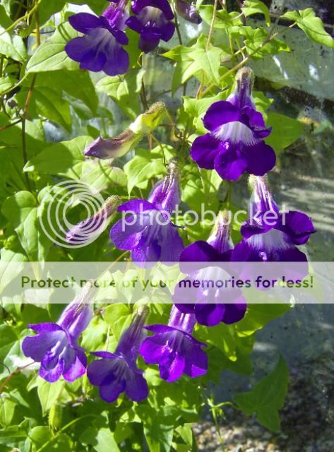 http://i1131.photobucket.com/albums/m551/lilylouise1/balsamina035.jpg