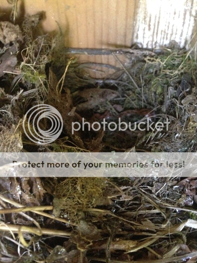 http://i232.photobucket.com/albums/ee192/thebear843/Garden/IMG_7821_zps378aokf2.jpg