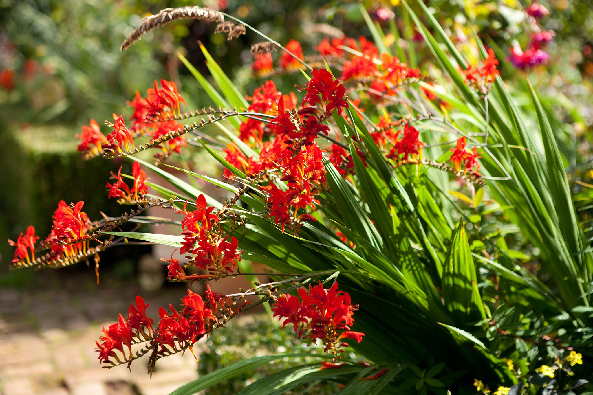 How To Grow Crocosmias  BBC Gardeners World Magazine