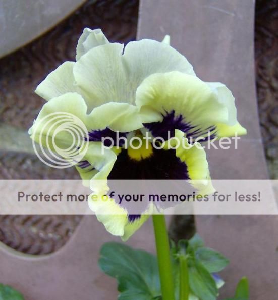 http://i1131.photobucket.com/albums/m551/lilylouise1/winterpics013.jpg