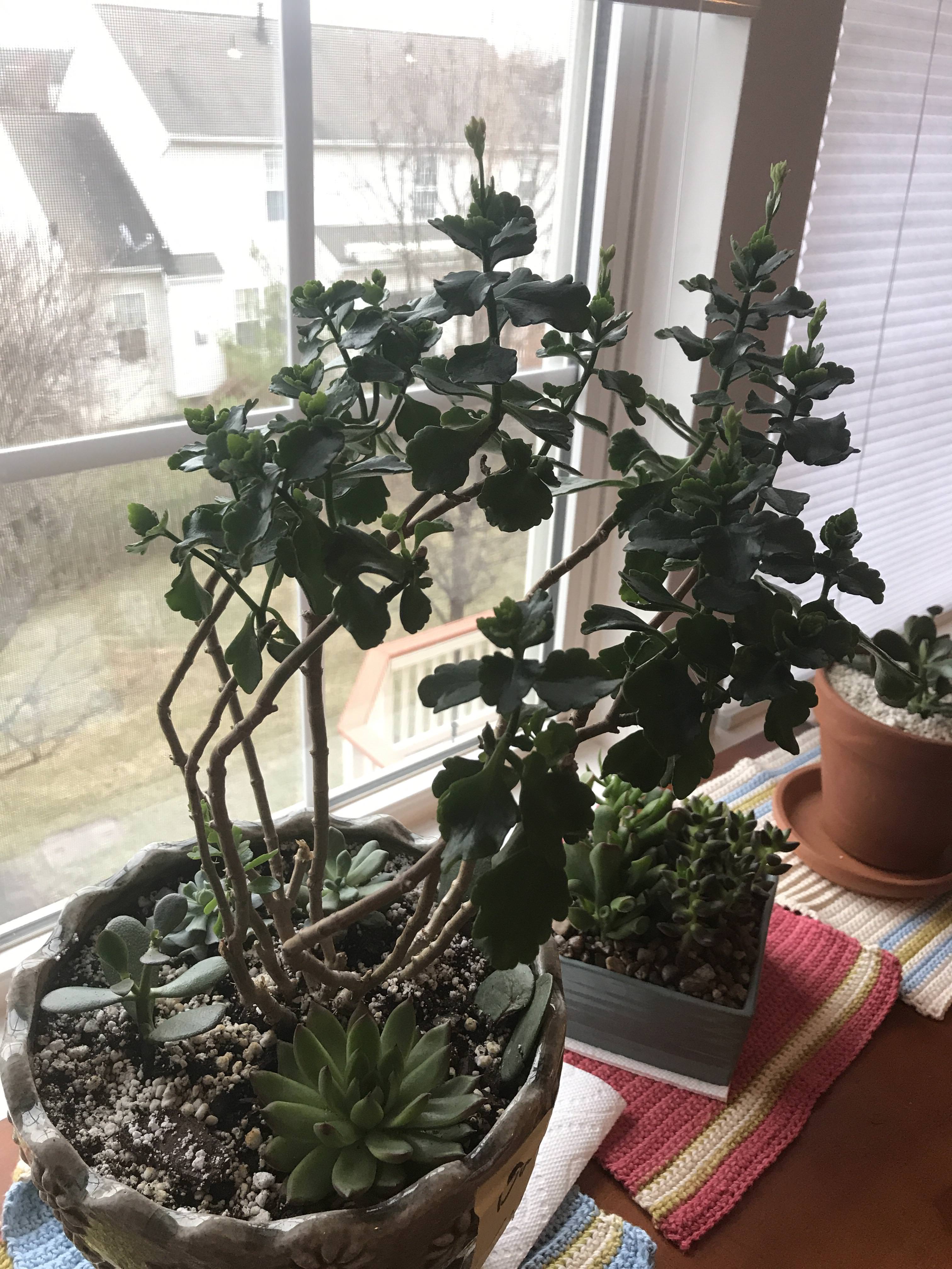 Resultado de imagem para overgrown kalanchoe