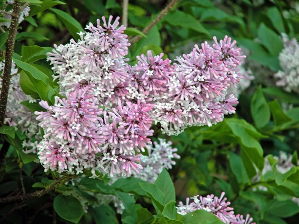 Image result for Lilac Lil Kim