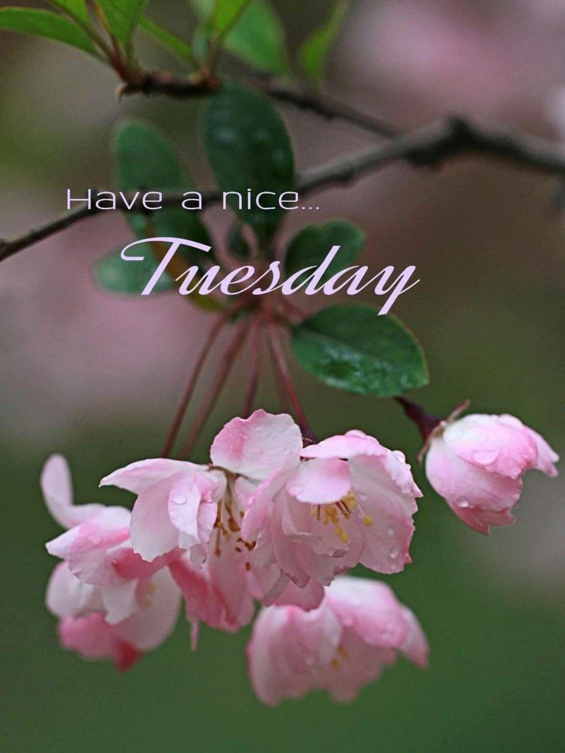 220 Good morning Tuesday ideas  good morning tuesday good morning  tuesday greetings