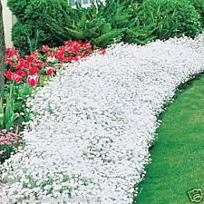 SNOW IN SUMMER 1200 seeds - CHICKWEED - Cerastium Tomentosum - PERENNIAL FLOWER