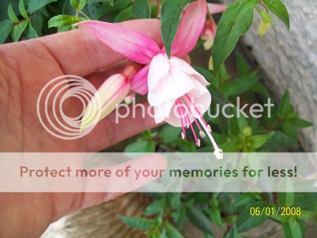 http://i1015.photobucket.com/albums/af278/bubbling_bubble_bee/gardening/fuschia2_zps34a0ba96.jpg