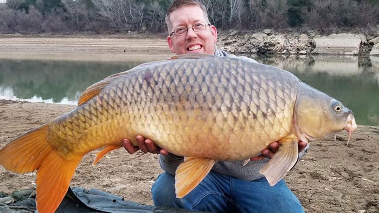 Image result for giant carp in Spain images