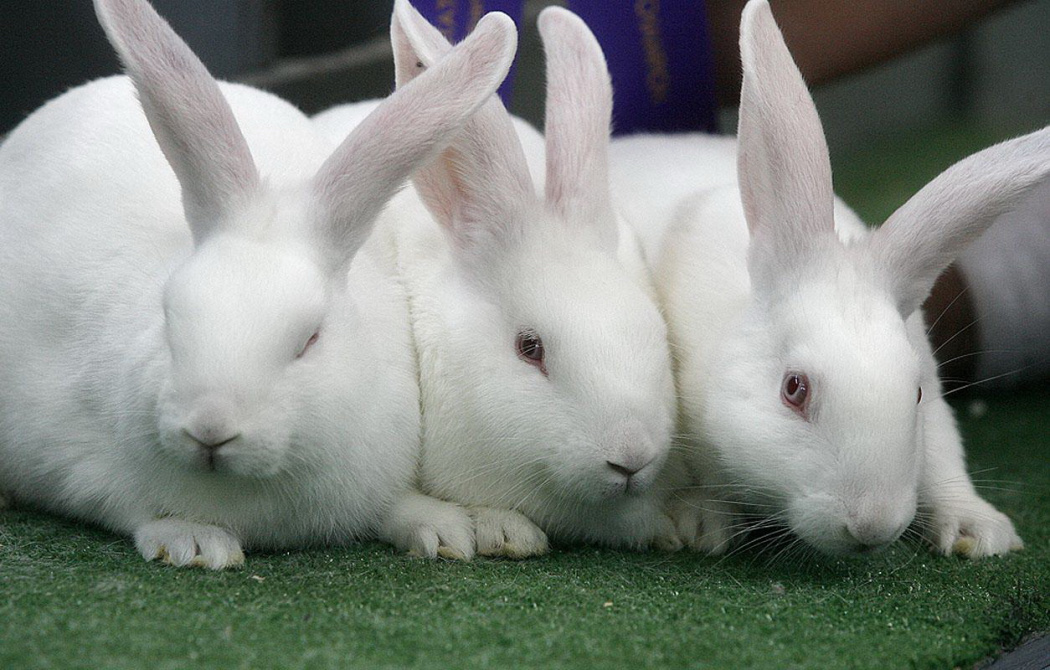 White Rabbit Symbolic Meaning  Earthly Beauty Info