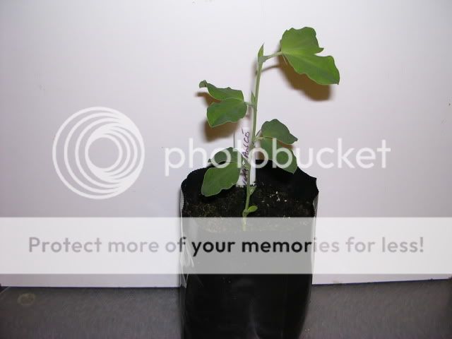 http://i27.photobucket.com/albums/c186/DavidKnapper/DSCN0625.jpg