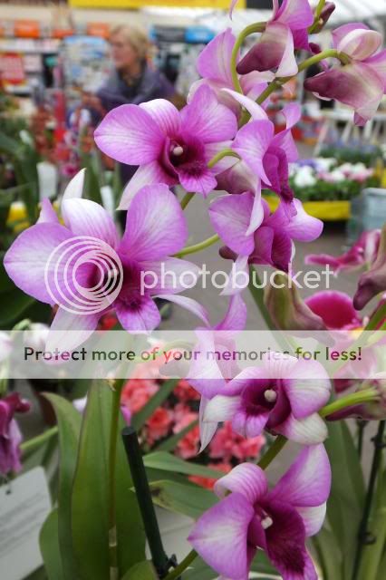 http://i27.photobucket.com/albums/c186/DavidKnapper/0032_zpsc8968232.jpg