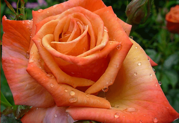 http://i27.photobucket.com/albums/c186/DavidKnapper/RoseRememberMe.gif