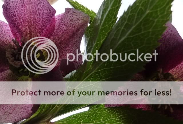 http://i72.photobucket.com/albums/i179/Cheerypeabrain/2012/027-1.jpg