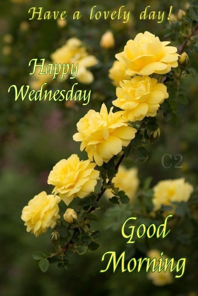 Good morning Wednesday  Good morning wednesday Beautiful