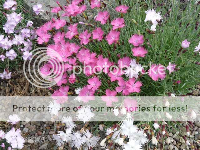 http://i703.photobucket.com/albums/ww32/Owdboggy/June%20misc%202015/June%20misc%202015%20007.jpg