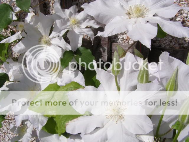 http://i27.photobucket.com/albums/c186/DavidKnapper/002-8.jpg