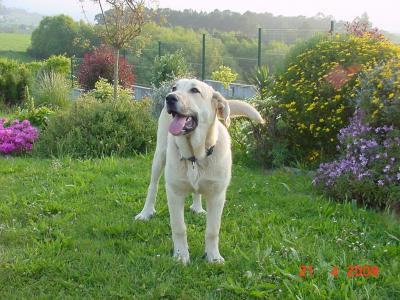 http://imagensubir.infojardin.com/subidas/images/viu1259438912o.JPG