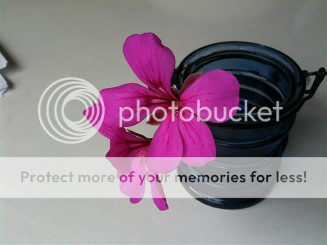 http://i1125.photobucket.com/albums/l586/fruitymango/photo2.jpg