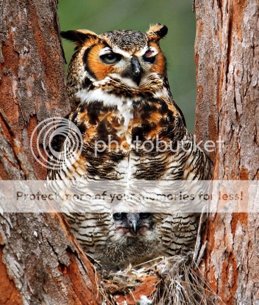 http://i1143.photobucket.com/albums/n627/thedogcody/C2A3C2A3C2A3-Thebabyowlcamouflaged_zps236d7b3b.jpg