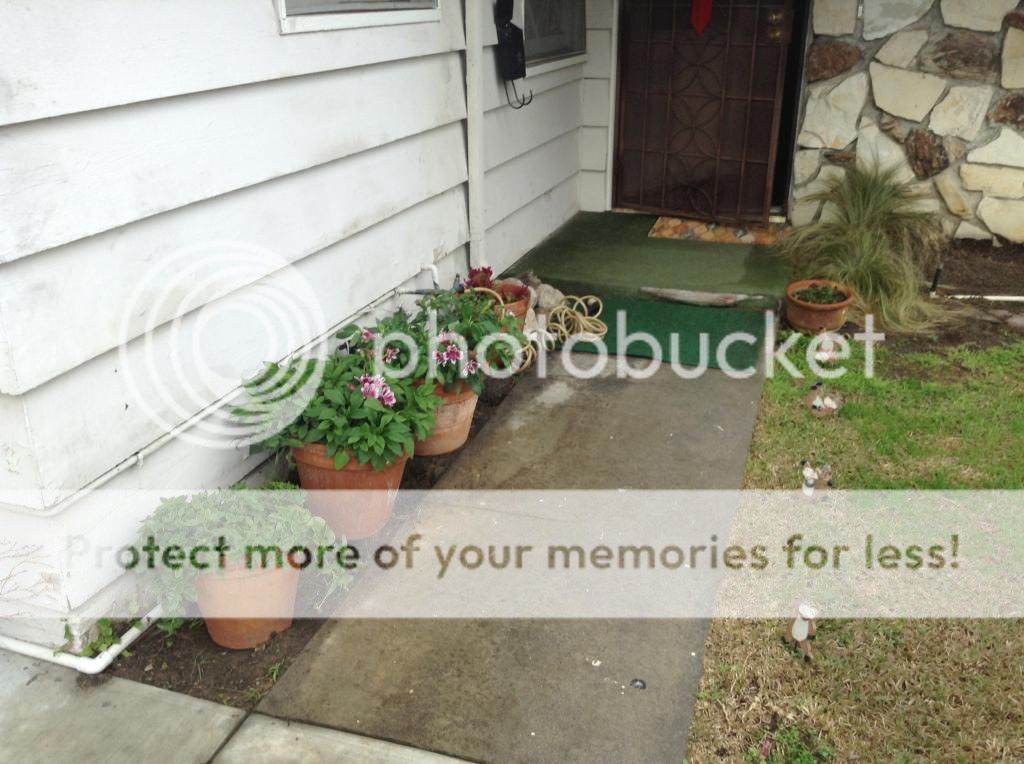 http://i688.photobucket.com/albums/vv241/jestein/photo5_zps217e9683.jpg