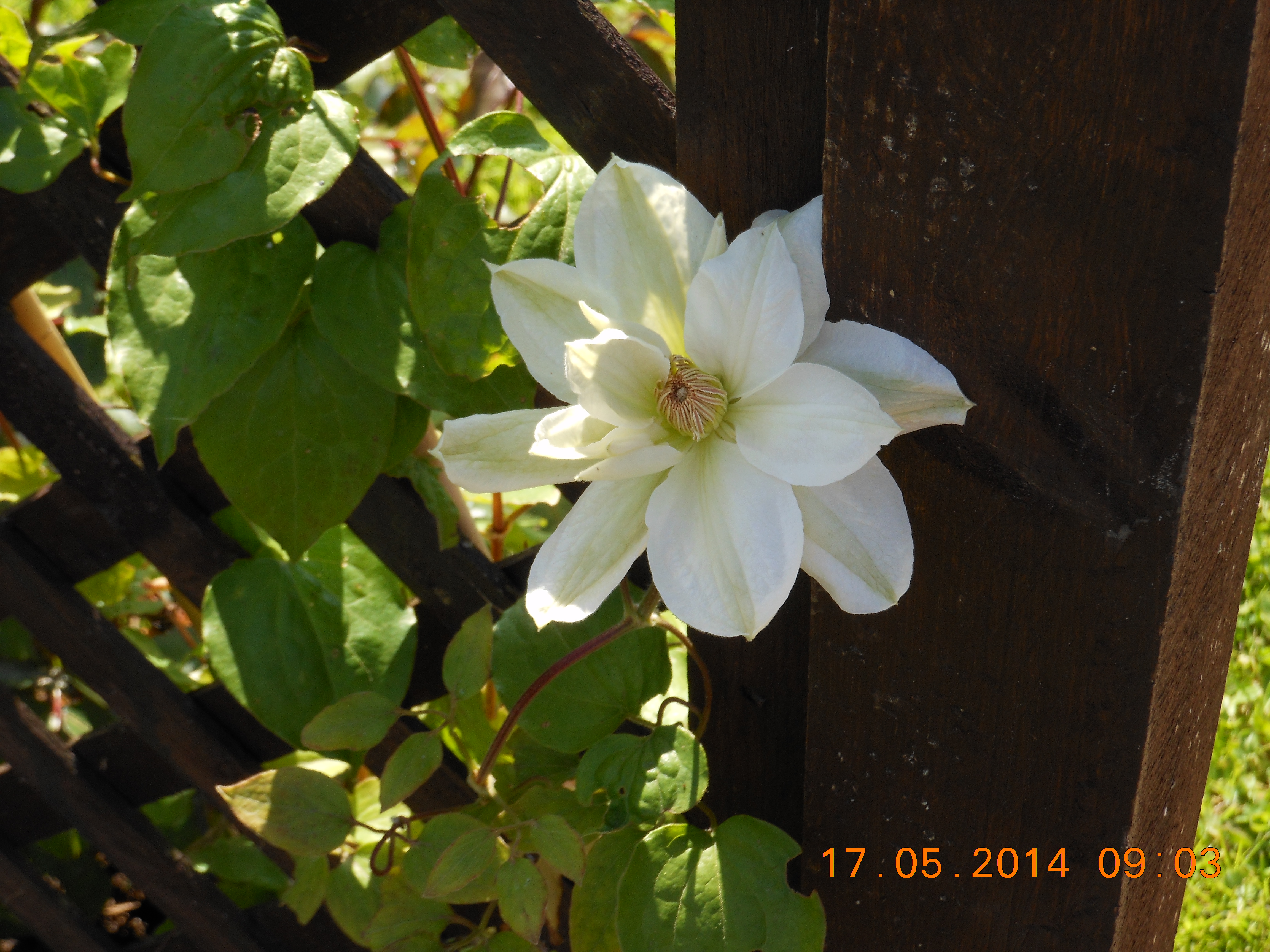 florie