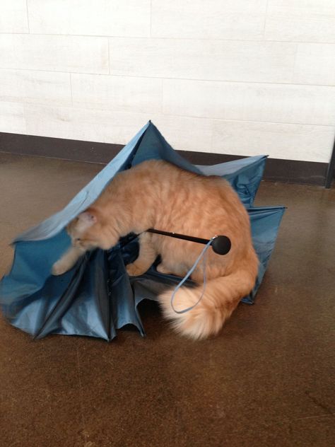 47 Cats n Umbrellas ideas  cats cat s cats and kittens